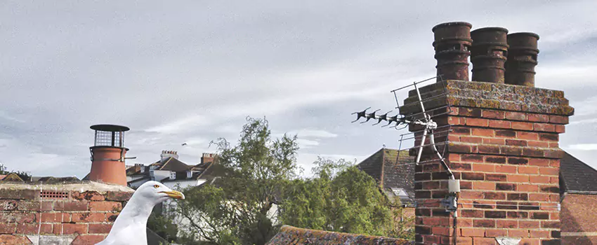 Chimney Cleaning And Restoration in Fort Hunt, Virginia